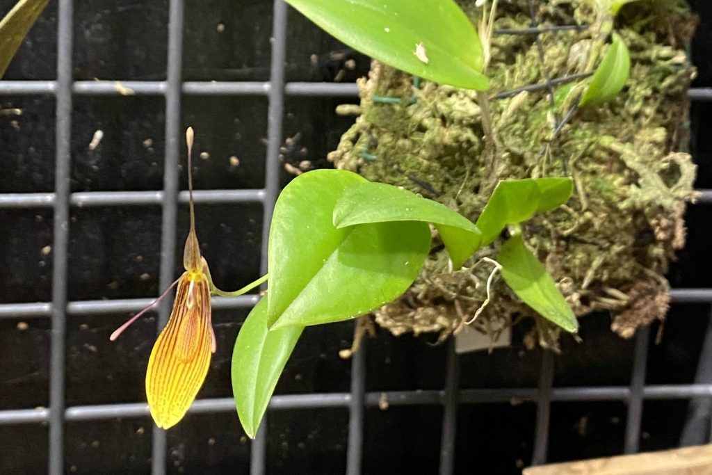 Pleurothallis trichoglossa